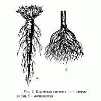 Подрезка корней